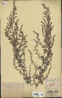 spécimen de Artemisia absinthium