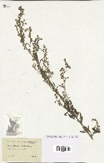 spécimen de Artemisia absinthium