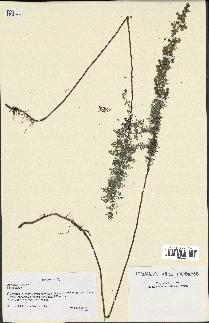 spécimen de Artemisia pontica
