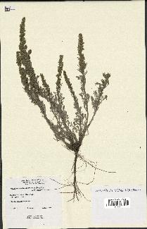 spécimen de Artemisia campestris