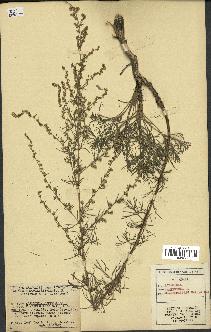 spécimen de Artemisia campestris