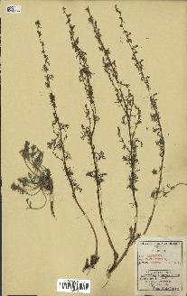 spécimen de Artemisia campestris