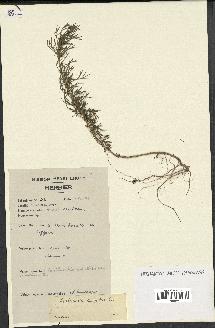 spécimen de Artemisia campestris