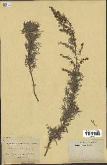 spécimen de Artemisia arborescens