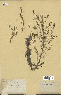 spécimen de Artemisia arborescens