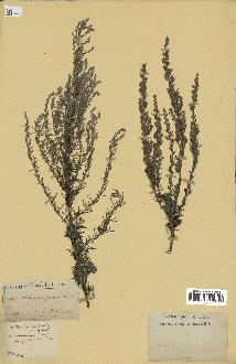 spécimen de Artemisia palmata