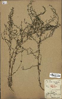 spécimen de Artemisia campestris