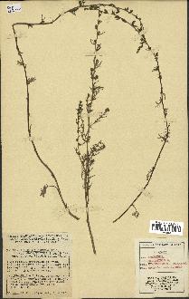 spécimen de Artemisia campestris