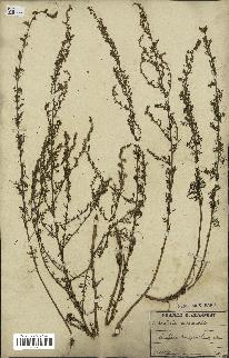 spécimen de Artemisia campestris