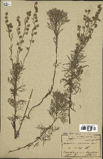 spécimen de Artemisia sericea