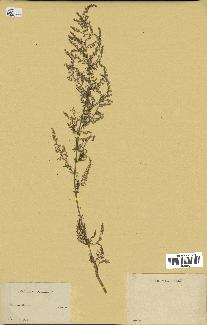 spécimen de Artemisia annua