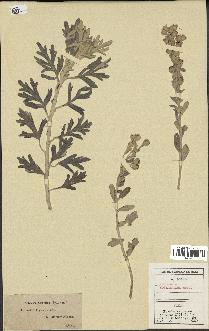 spécimen de Artemisia stelleriana