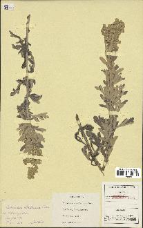 spécimen de Artemisia stelleriana