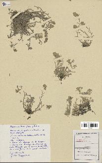 spécimen de Artemisia mutellina