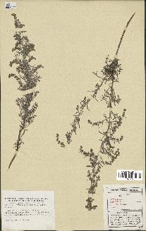 spécimen de Artemisia maritima