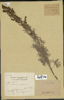 spécimen de Artemisia arborescens