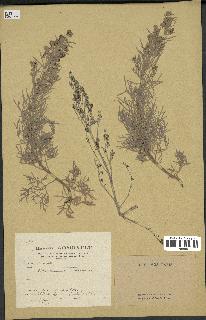 spécimen de Artemisia arborescens