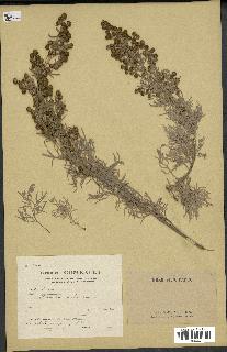 spécimen de Artemisia arborescens