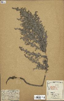 spécimen de Artemisia maritima