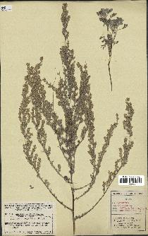 spécimen de Artemisia maritima