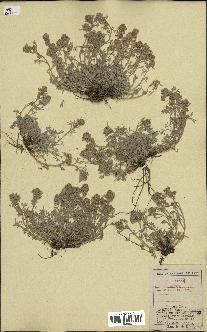 spécimen de Artemisia mutellina