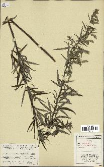 spécimen de Artemisia verlotiorum