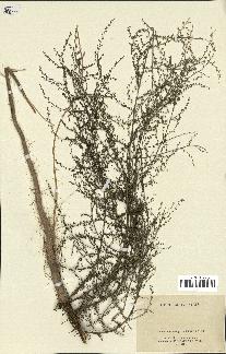 spécimen de Artemisia annua