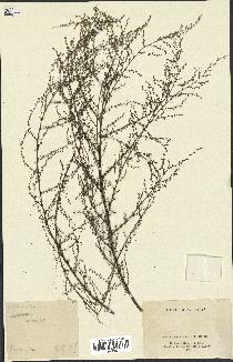 spécimen de Artemisia annua