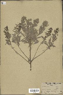 spécimen de Artemisia sp.