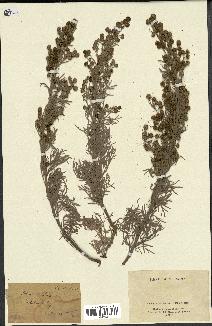 spécimen de Artemisia arborescens