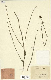 spécimen de Chondrilla juncea