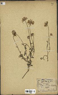spécimen de Anthemis arvensis