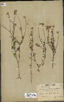 spécimen de Anthemis arvensis