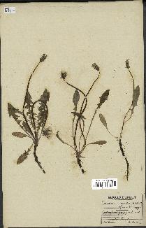 spécimen de Taraxacum officinale