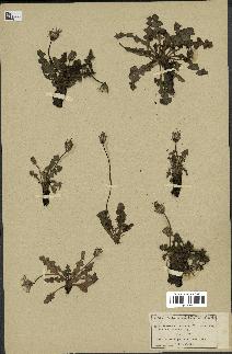 spécimen de Taraxacum minimum