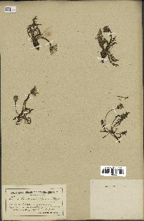 spécimen de Taraxacum alpinum