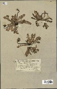 spécimen de Taraxacum officinale