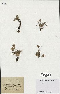 spécimen de Scorzonera pygmaea