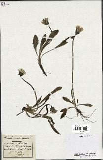 spécimen de Taraxacum udum