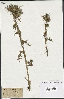 spécimen de Scolymus maculatus