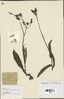 spécimen de Sonchus asper