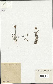 spécimen de Catananche arenaria