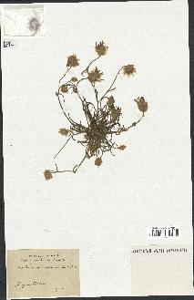 spécimen de Catananche arenaria