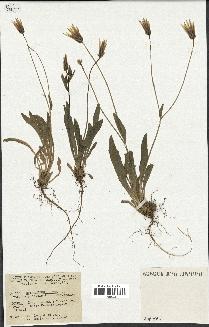 spécimen de Catananche lutea