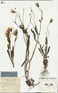spécimen de Catananche lutea