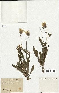 spécimen de Catananche lutea