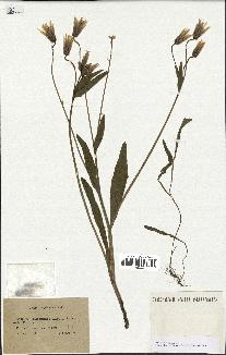 spécimen de Catananche lutea