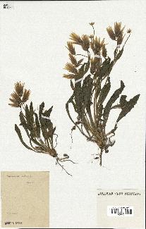 spécimen de Catananche lutea