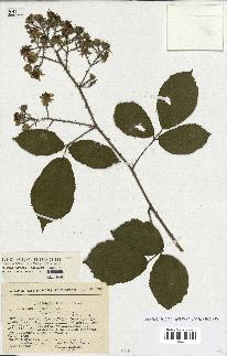 spécimen de Rubus hirtus