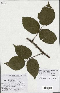 spécimen de Rubus hirtus